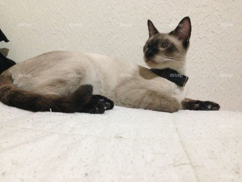 Elegant siamés cat