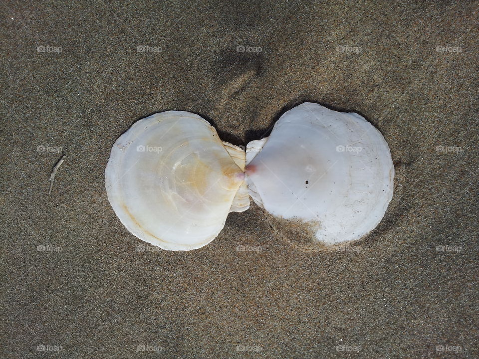 two seashells