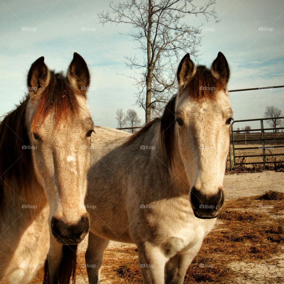 Two brothers who lost there mother