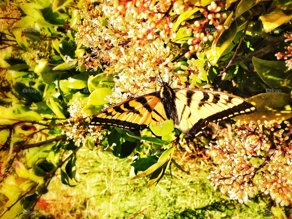 Brilliant yellow and black tiger swallowtail butterfly in California