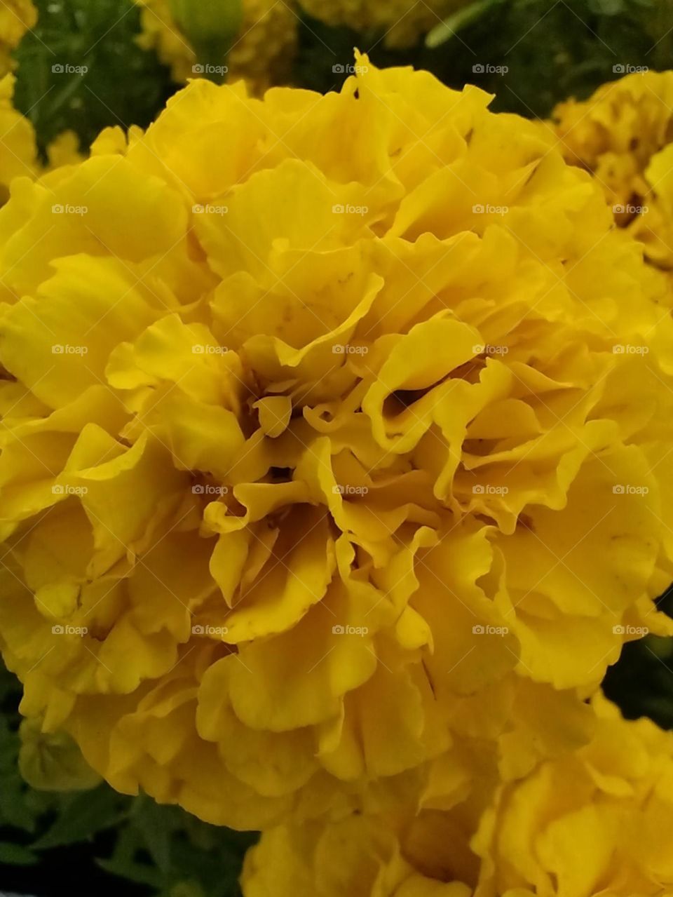 Yellow flower