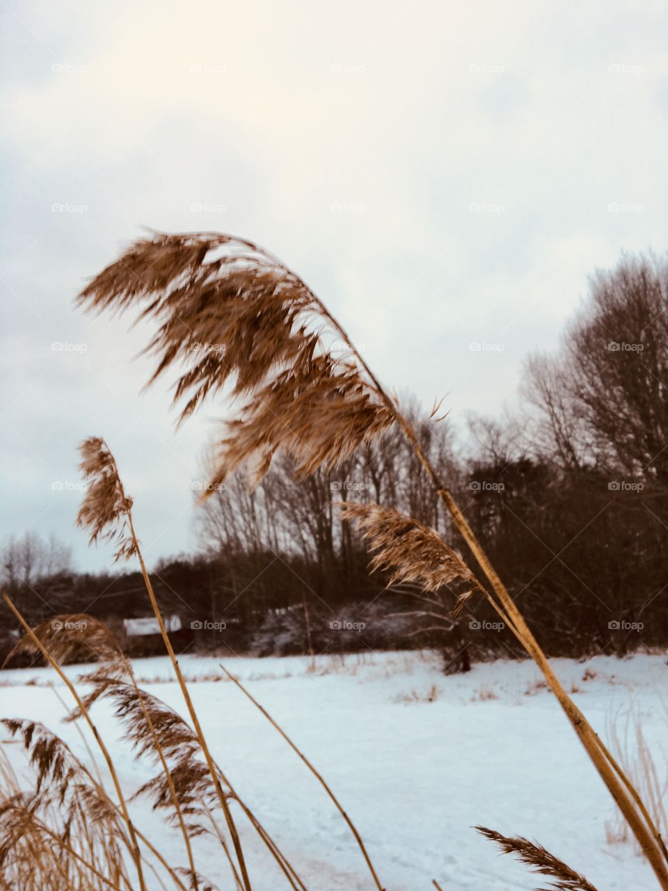 Snow and Grass