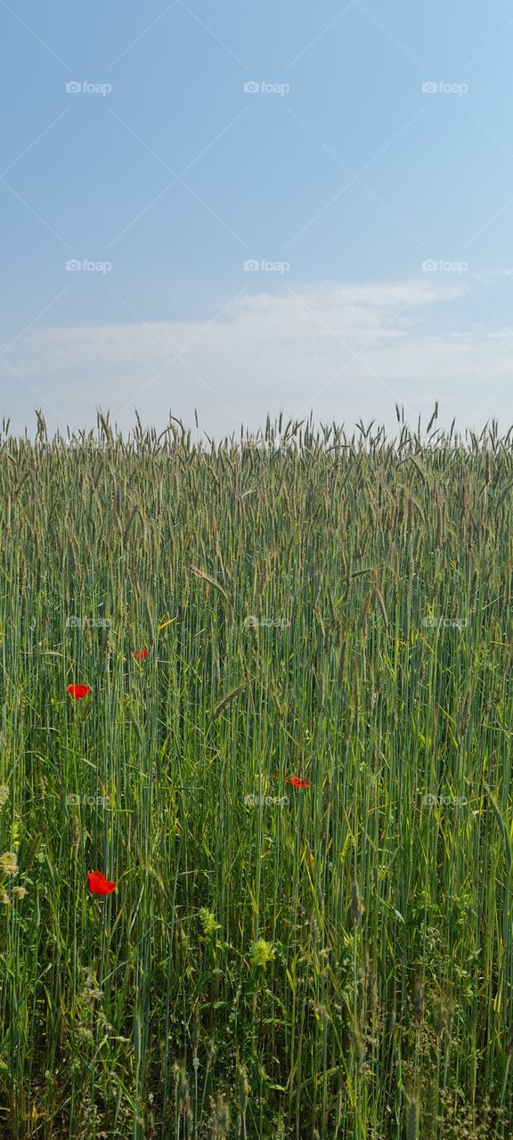 poppies in grain field