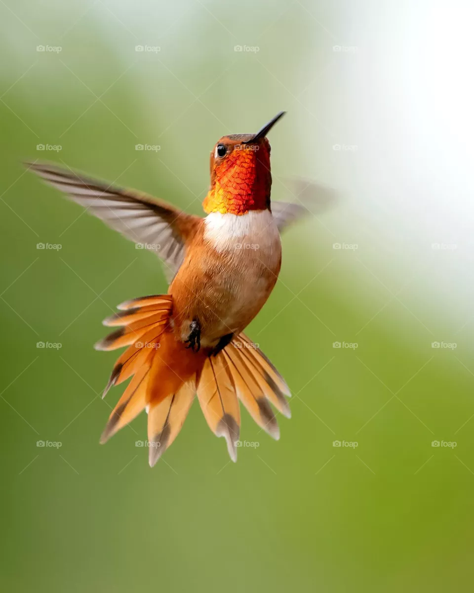 beautiful bird,  gorgeous bird, amazing bird,  animal,  amazing photo,  amazing picture, beauty,  love, bird frying