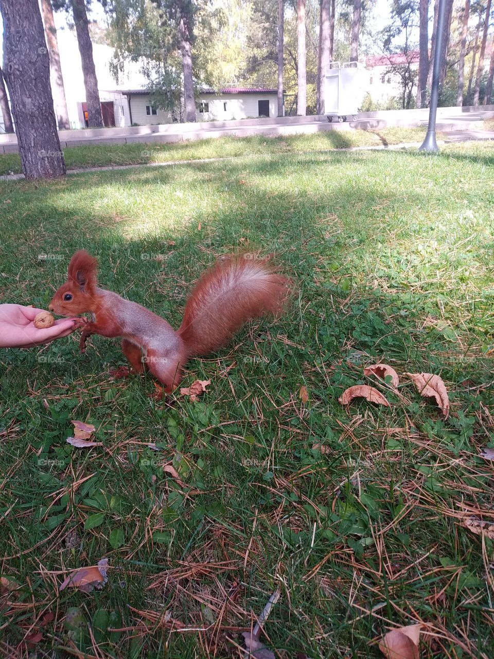squirrel