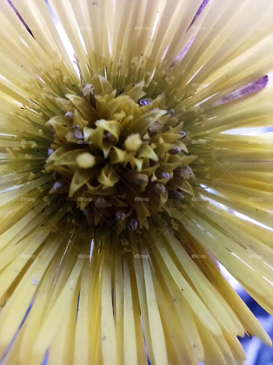 I would be glad if you like macro photography shooting experiments