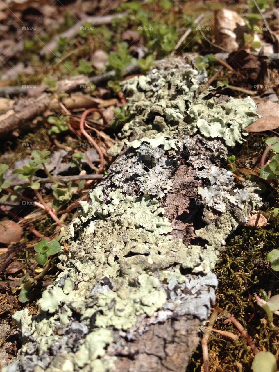 Nature, Fungus, Moss, Soil, Flora