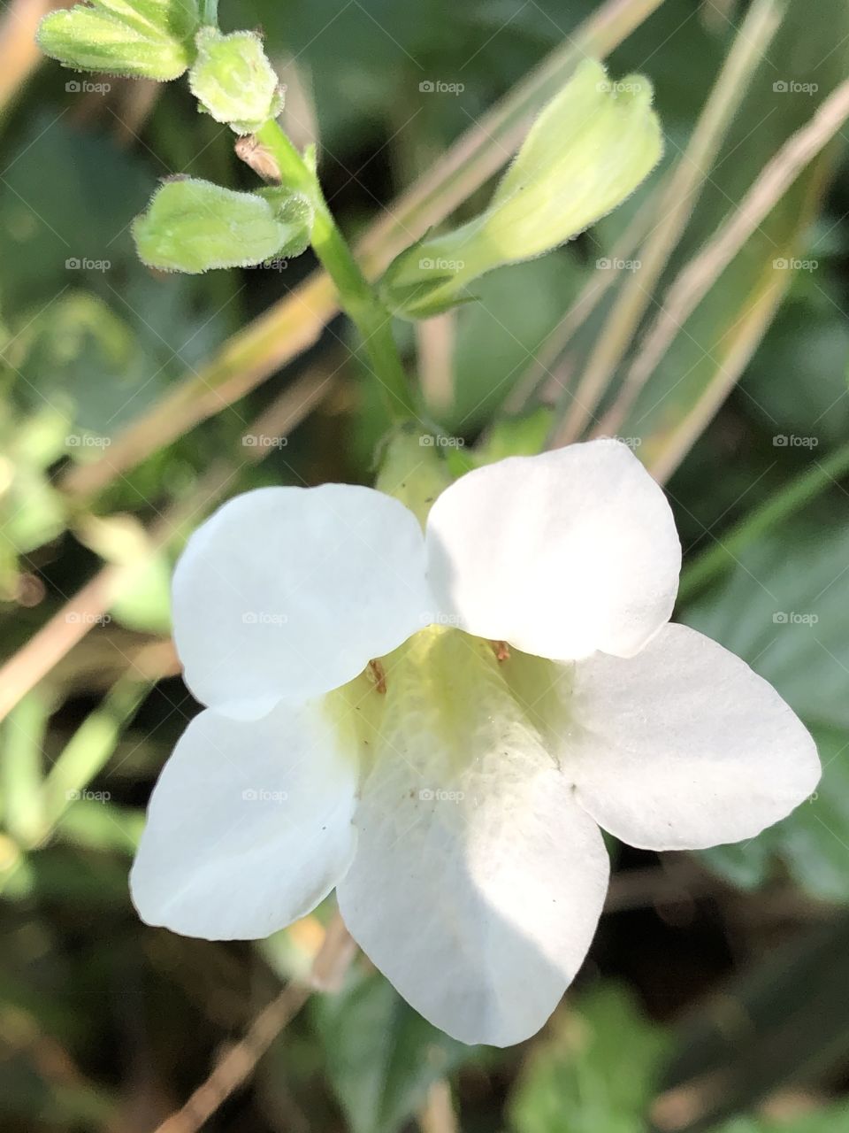 The stories of the white color, Countryside 