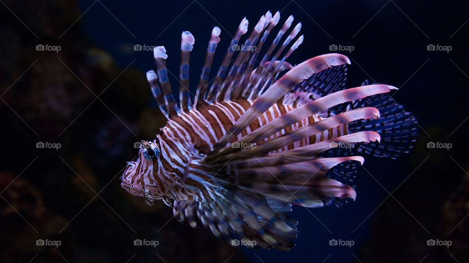 water fish swim dragon by marinasiljehav