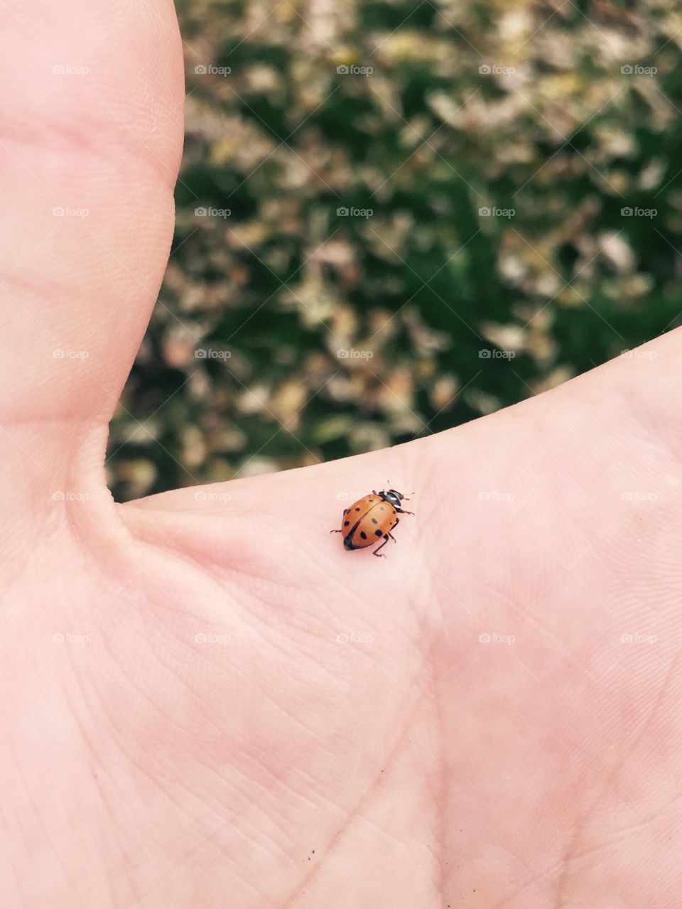 Ladybug 