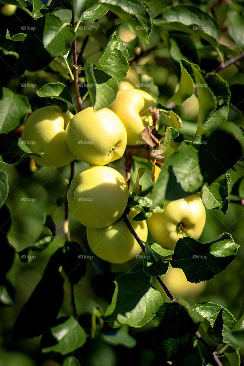 Plenty of golden apples on a tree