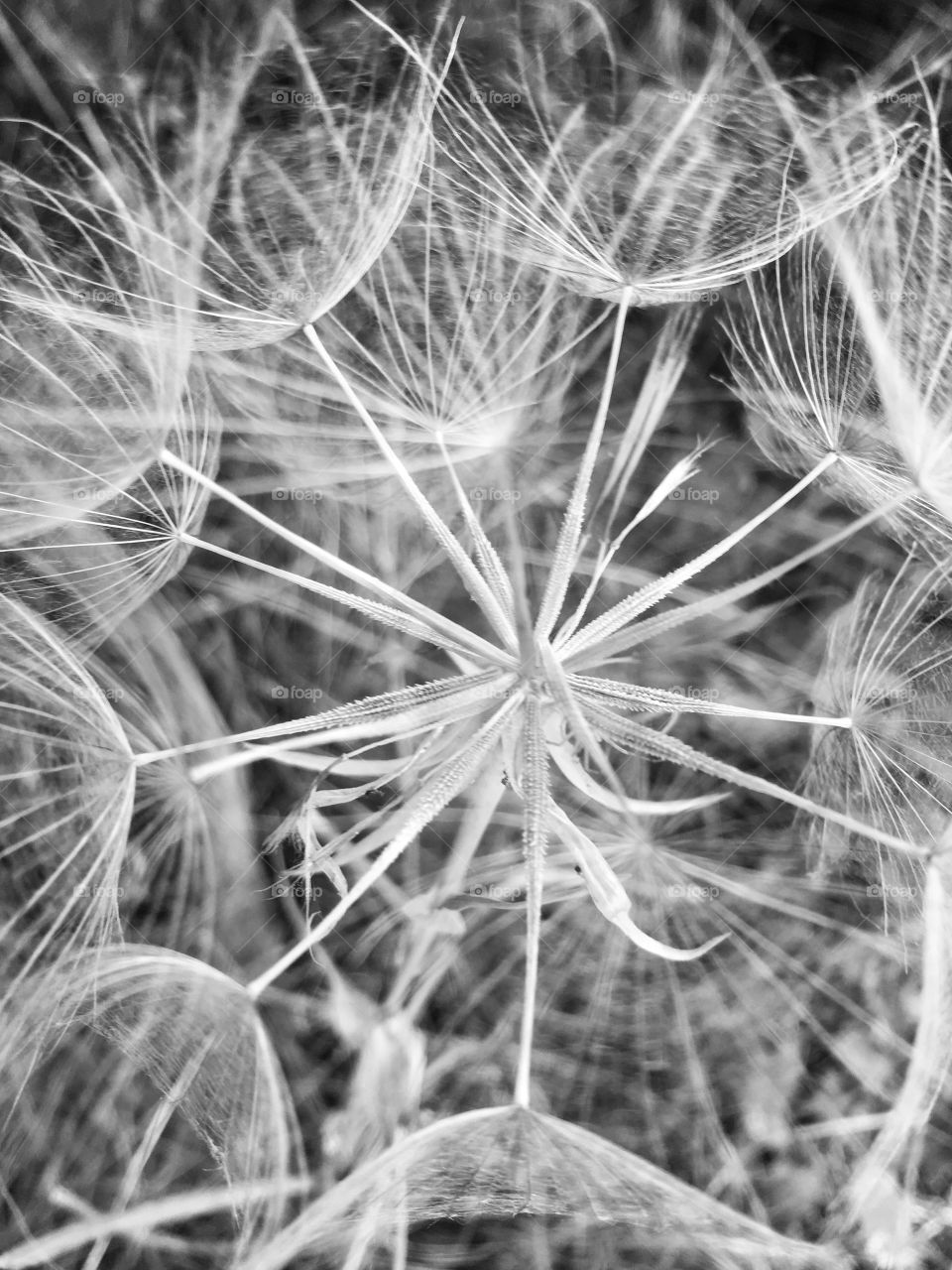 Dandelion 