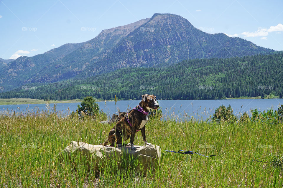 Brindle dog on rock with mountain background