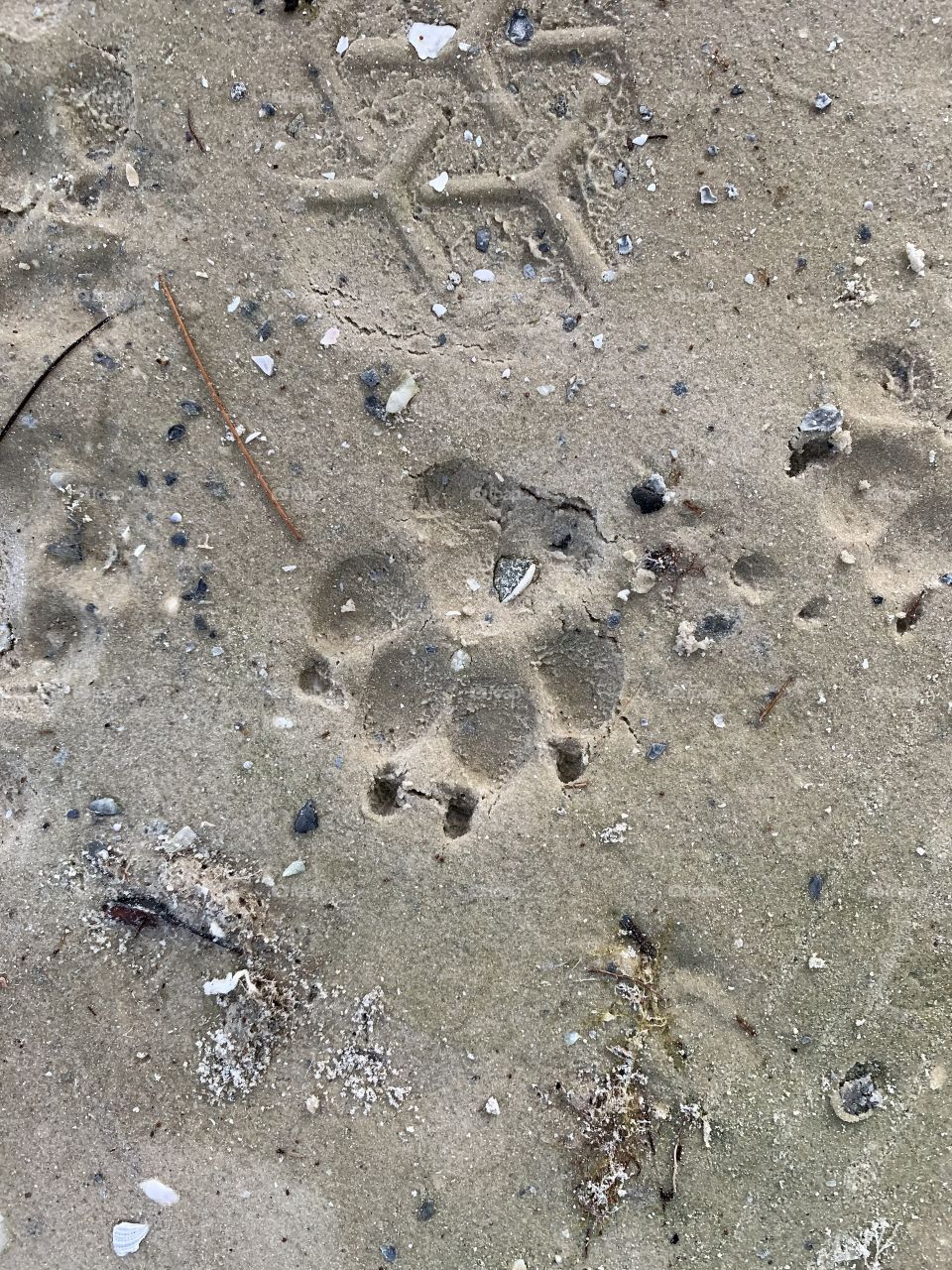 Paw Print in the sand 