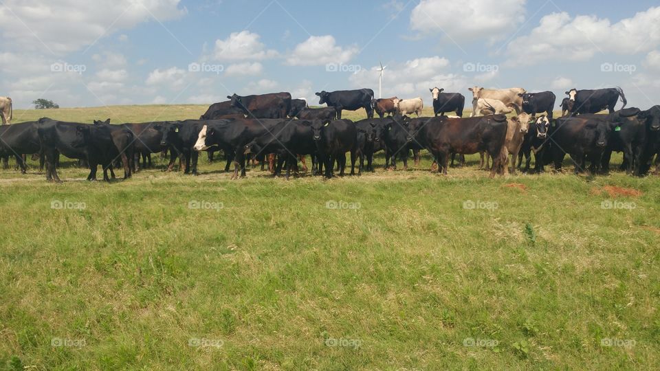 A friendly herd of mostly Angus cattle.