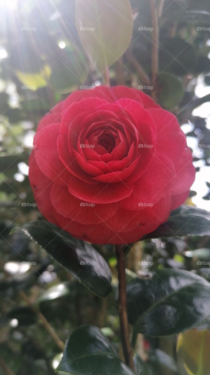 Rosa dos Açores