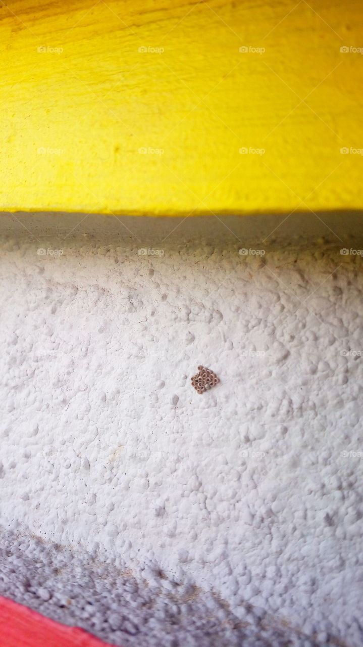 beautiful small bugs egg