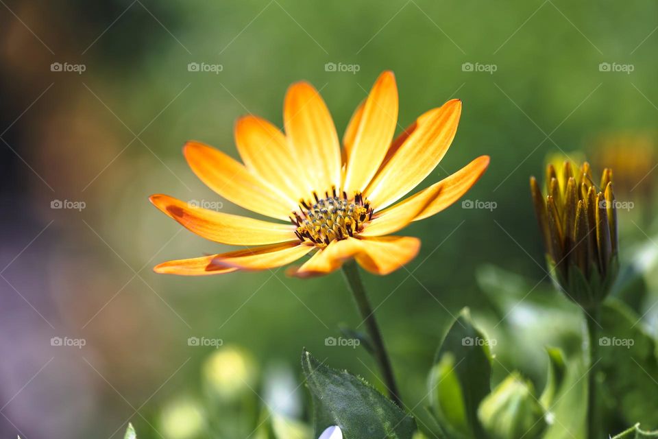 A portrait of a yellow and orange spannish daisy flower standing in between the green of the garden.