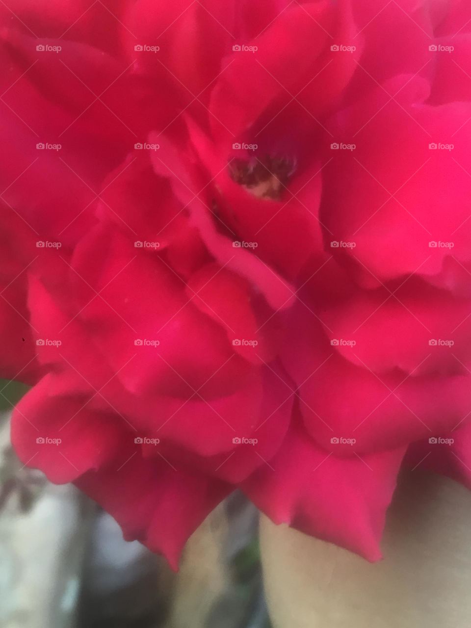 Beautiful rose from a village