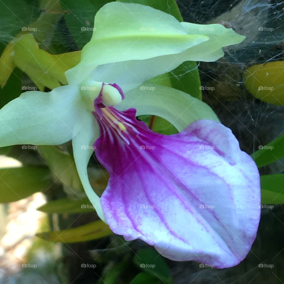 Orchid growing in garden.