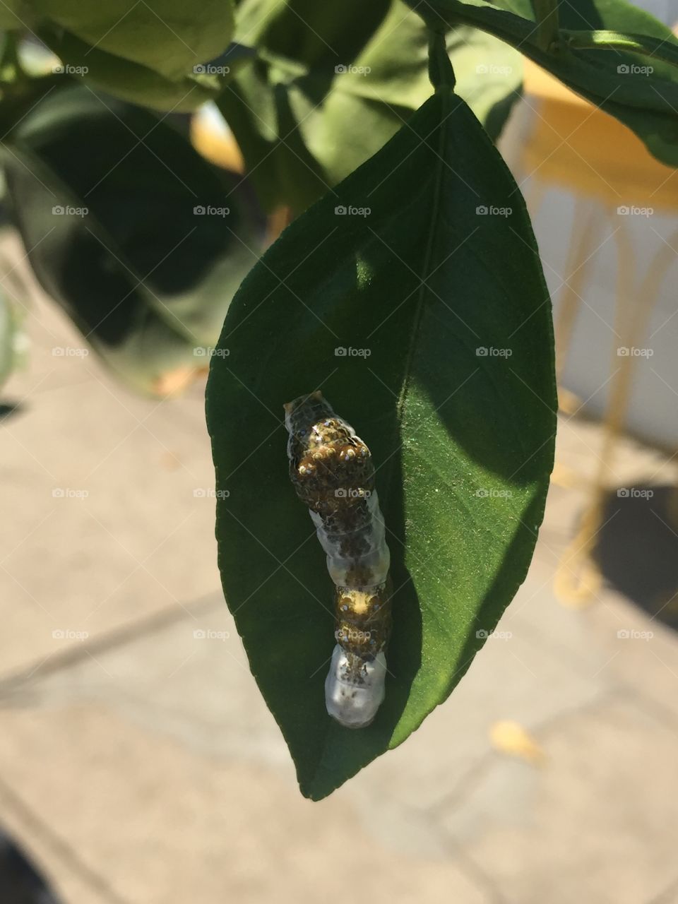 Swallowtail caterpillar 