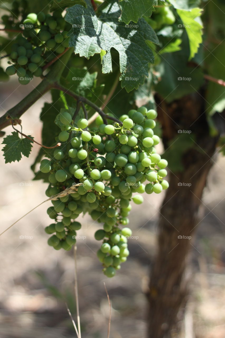Bunch of grapes . White wine grape cluster  