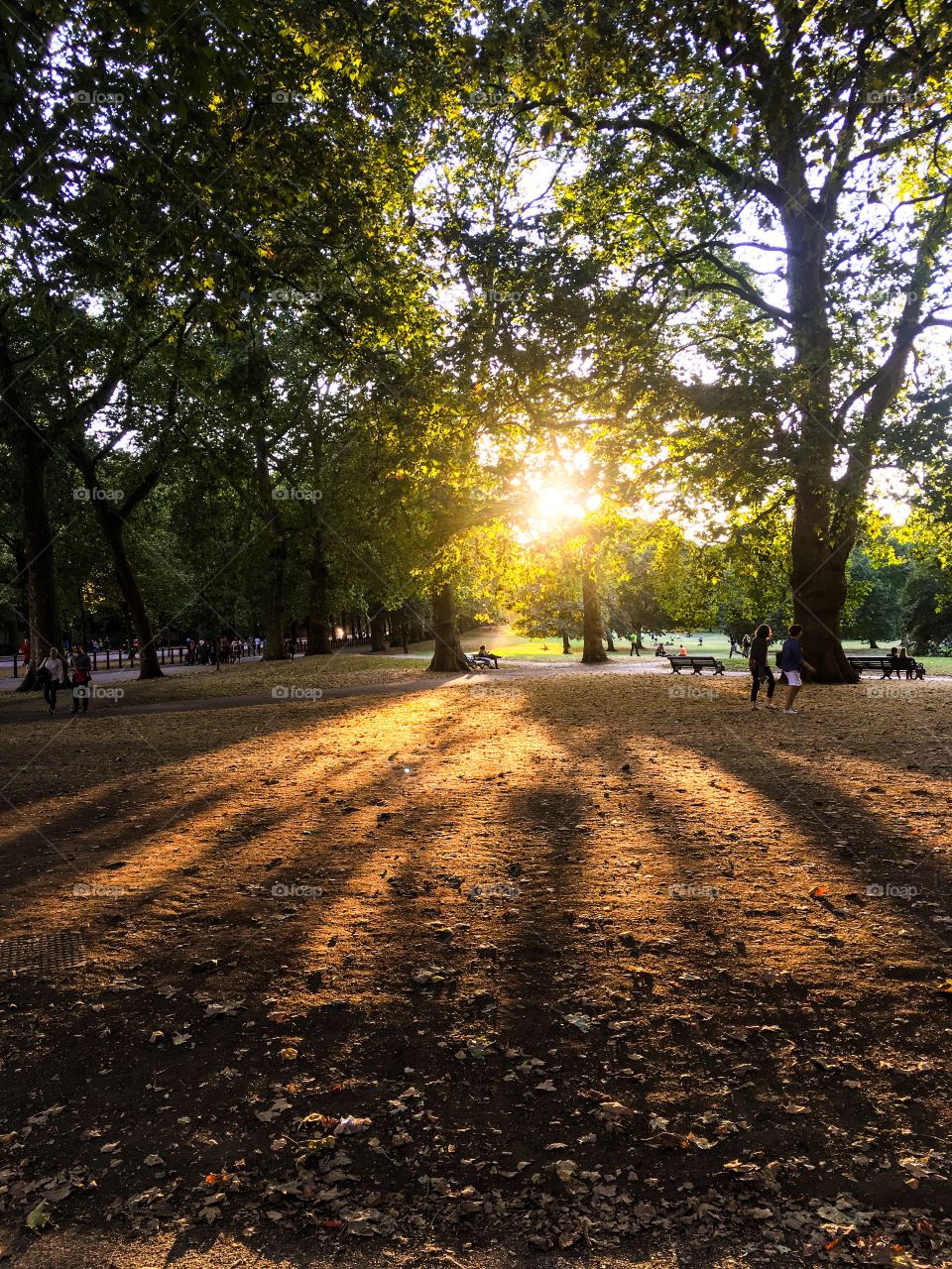 Green Park, London by Buckingham Palace 
