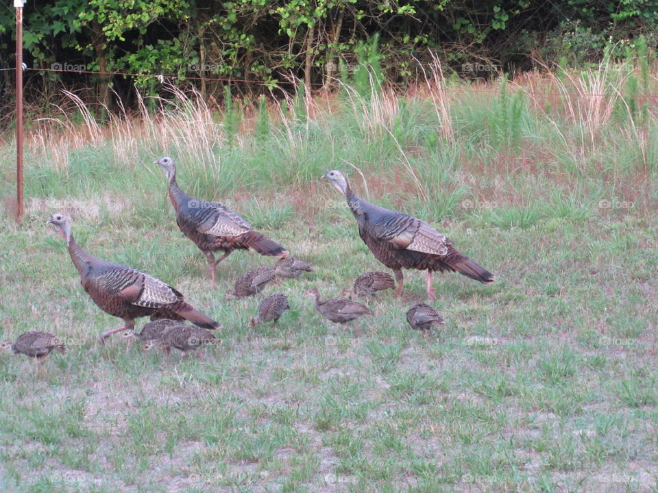 Bird, Animal, Nature, Wildlife, Poultry
