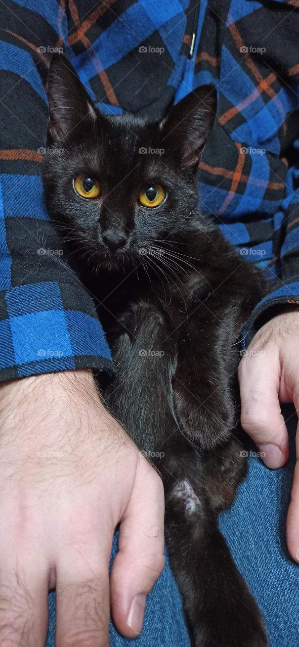 Black three-legged cat