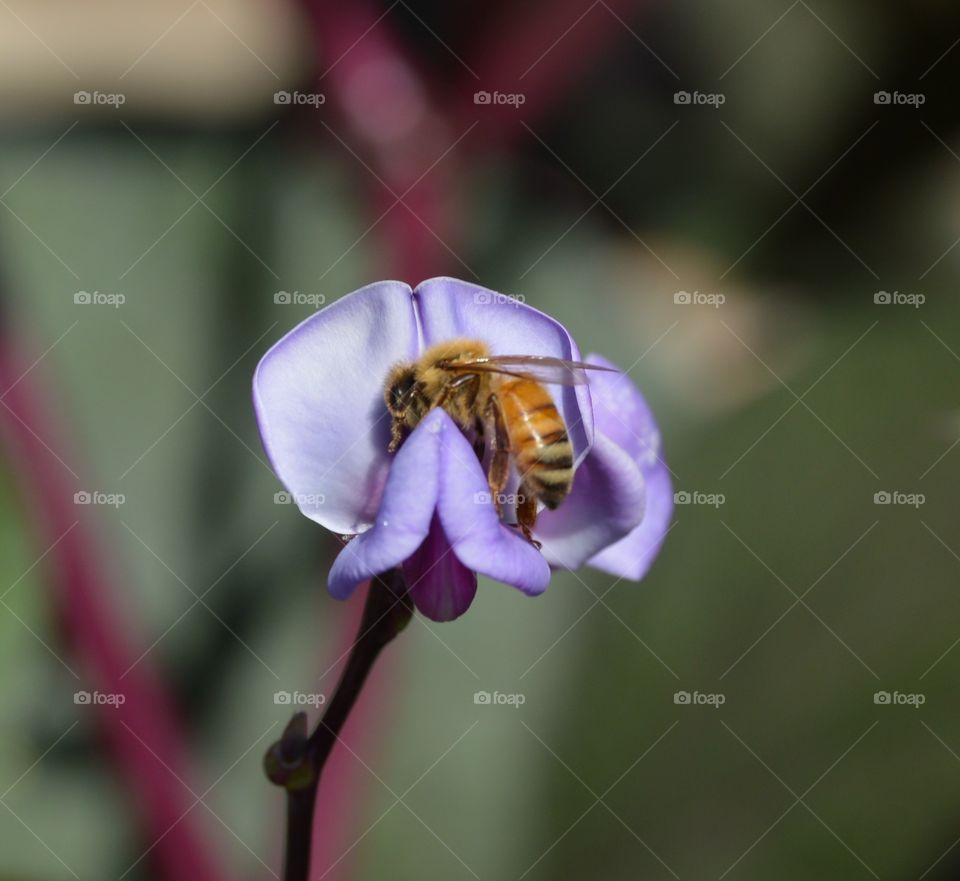 Honey bee in hyacinth bean vine flower