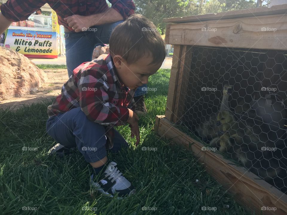 Cute toddler boy in a flannel shirt looking at baby ducks at the county fair.