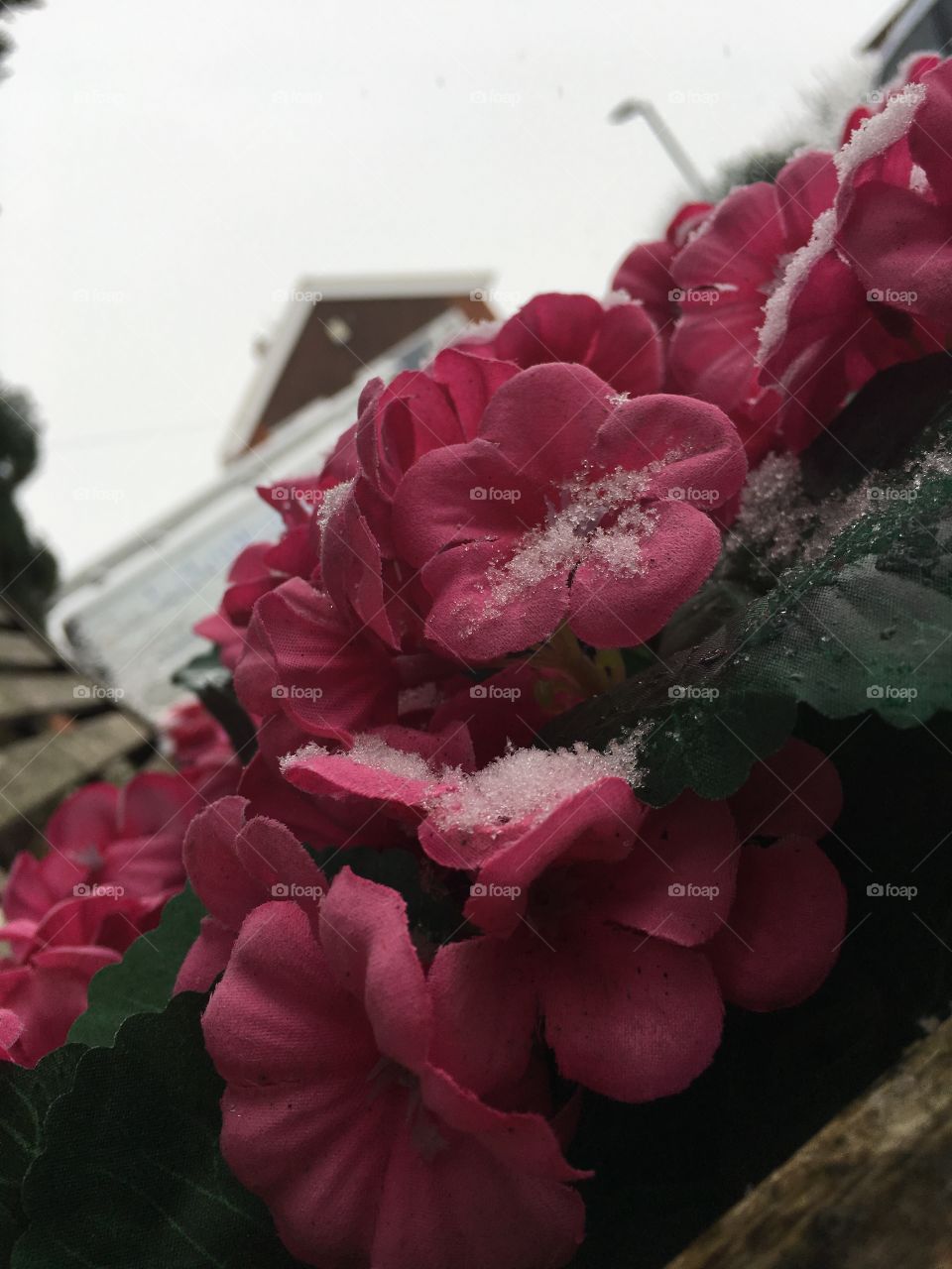 Photo I took of the flowers in my garden with a few drops of snow on them! Looks really nice as a wallpaper or some kind of business card for gardening ! Really good looking photo ! Hope to sell xD