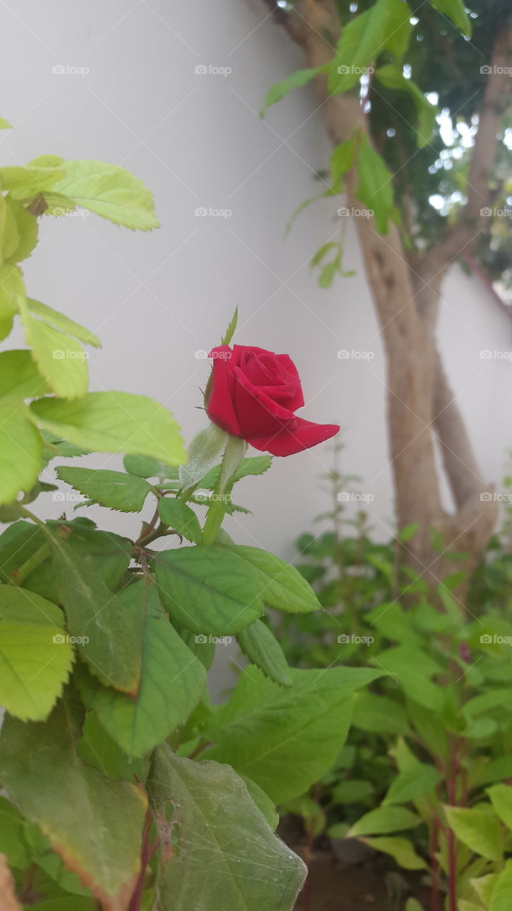 lonely rose