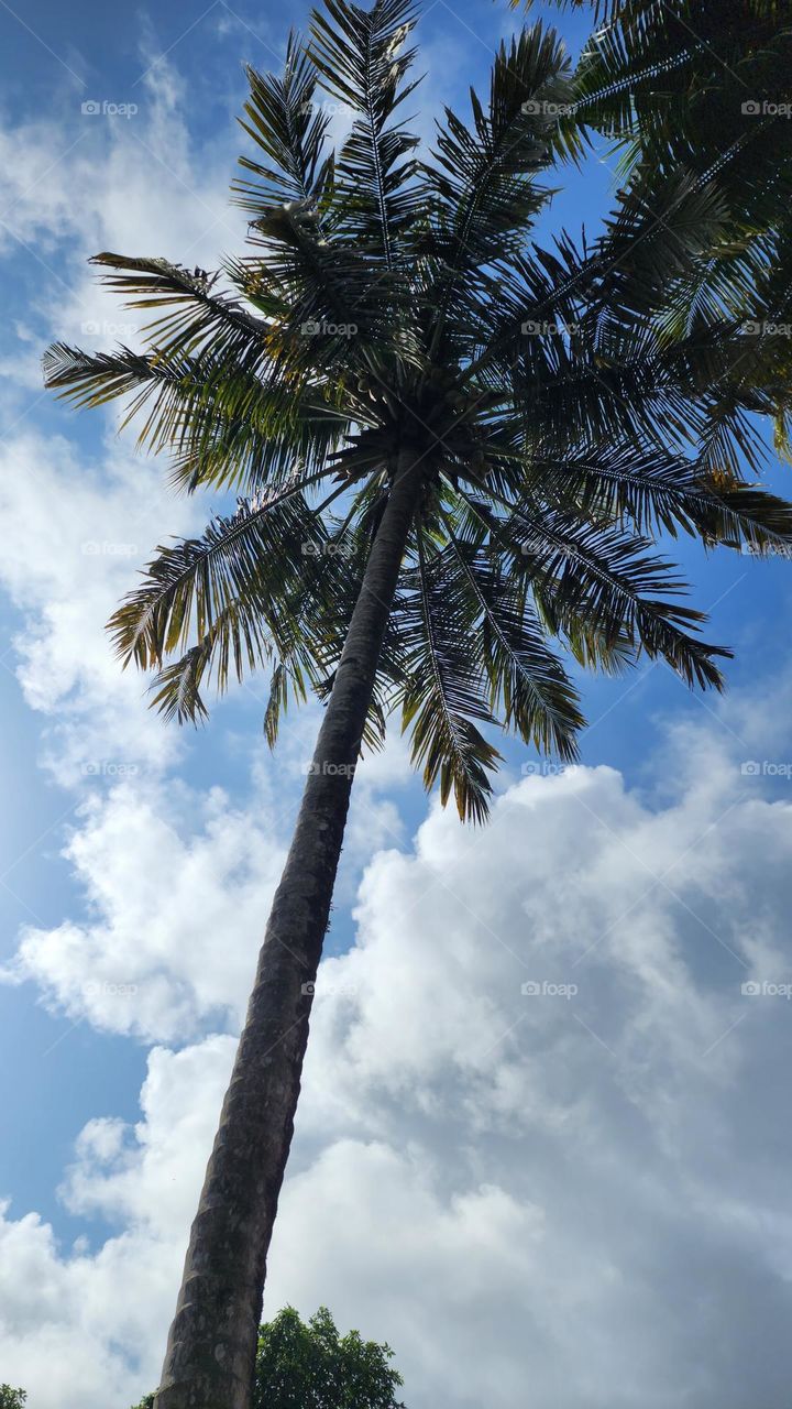 coconut tree