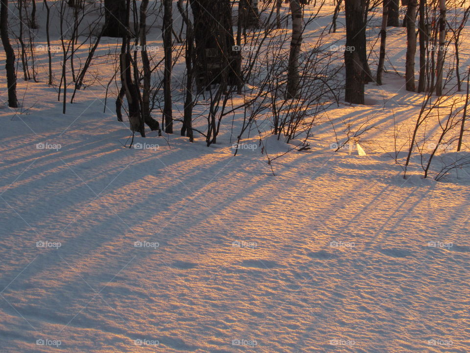 the forest is still sleeping, spring, March, Ural Russia, shadows on the snow