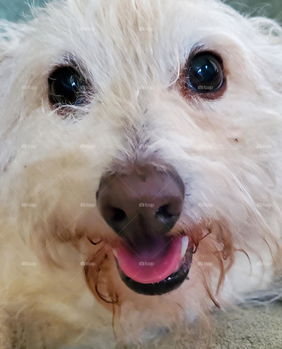 Cute Terrier Dog Smiling