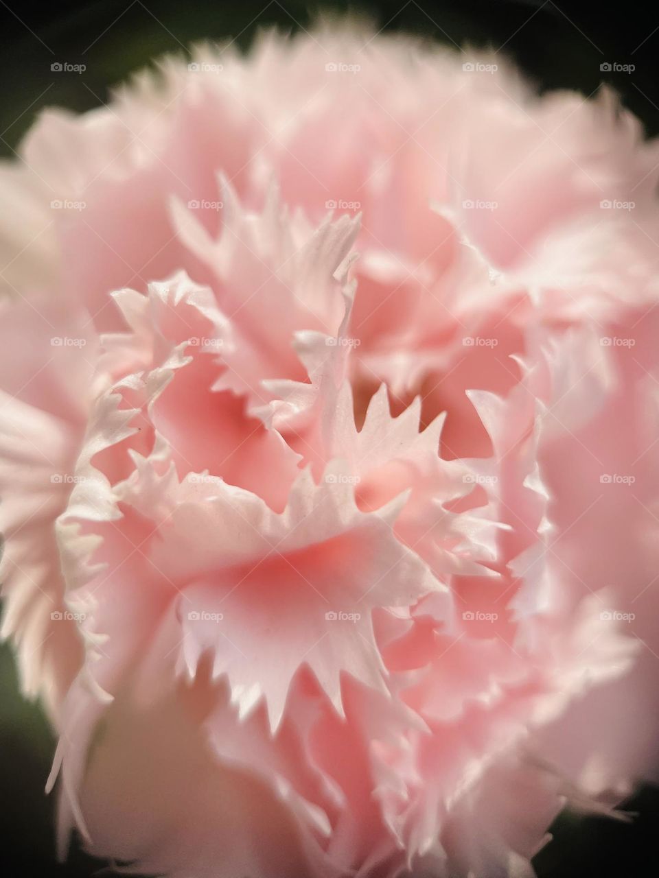 Pink Carnation petals