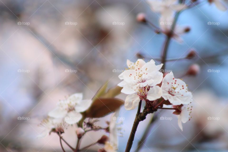 cherry blossoms:))