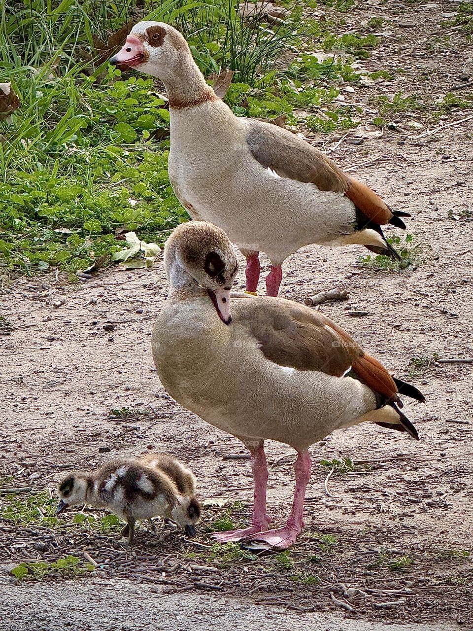 Egyptian Geese Family Activity