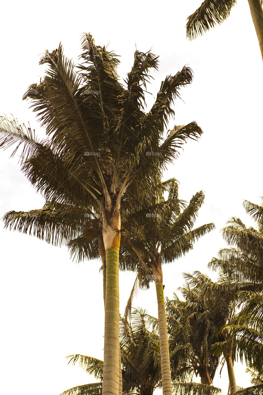 Summer palms