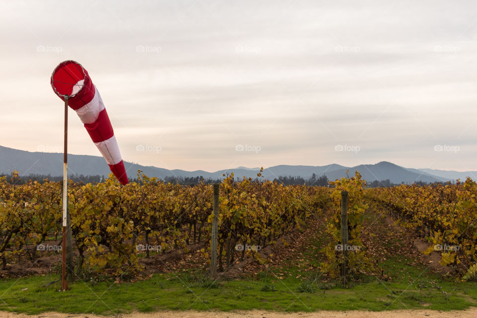 autumn in The vineyard