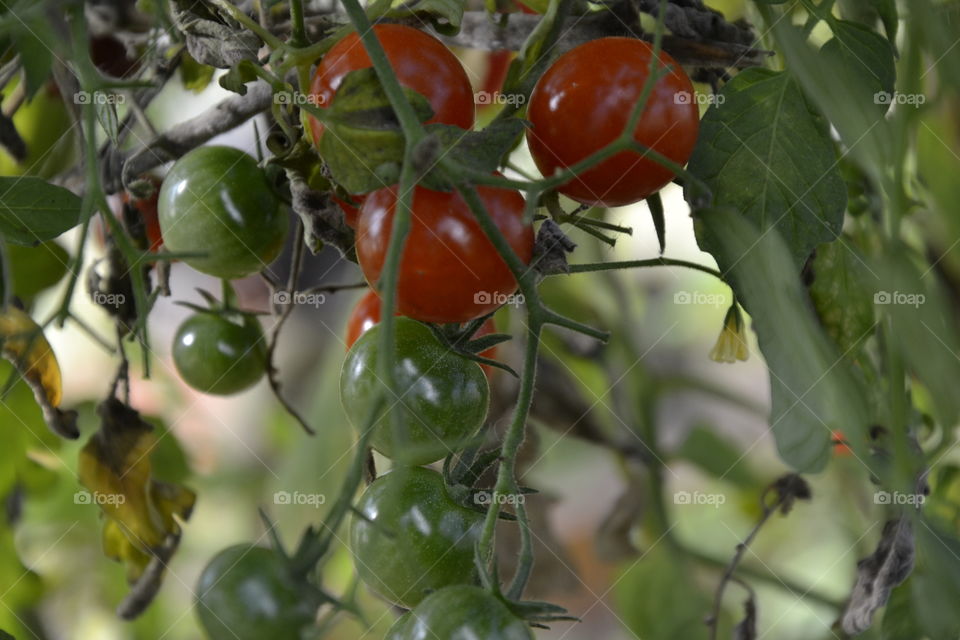 tomatoes on a branch