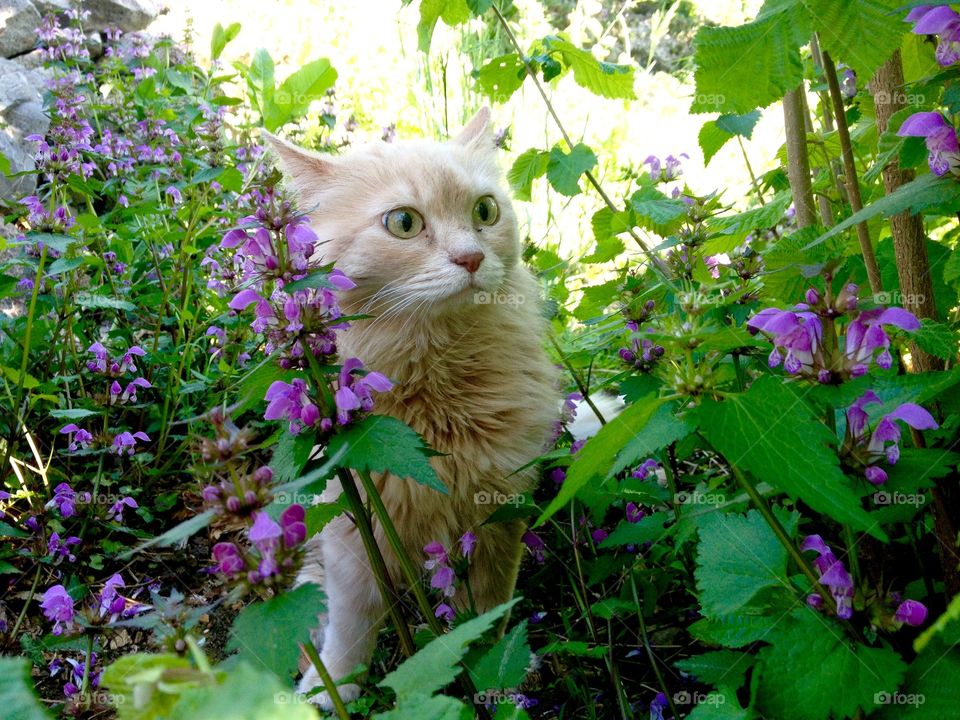 Close-up of cat in flowers