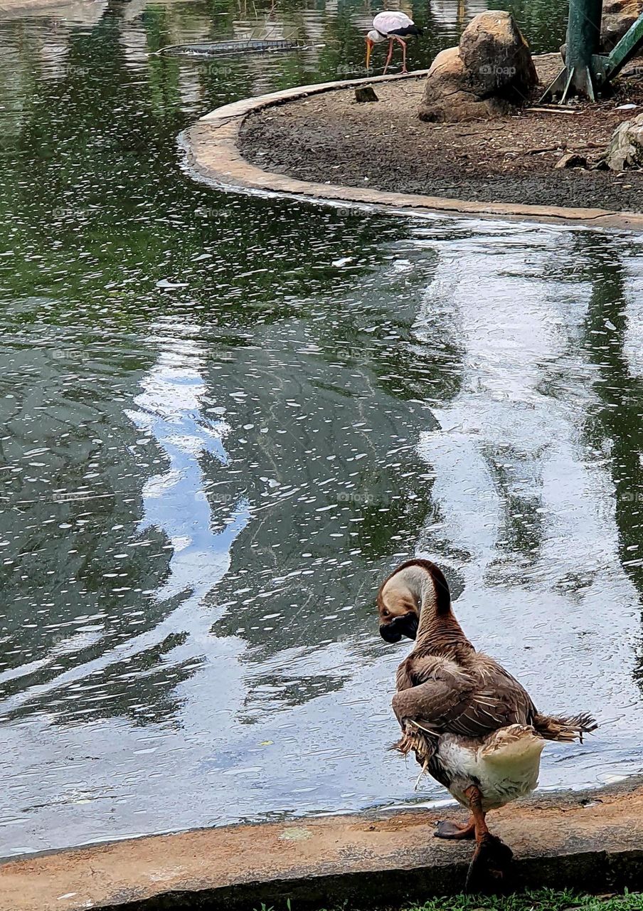 Goose at man-made pond