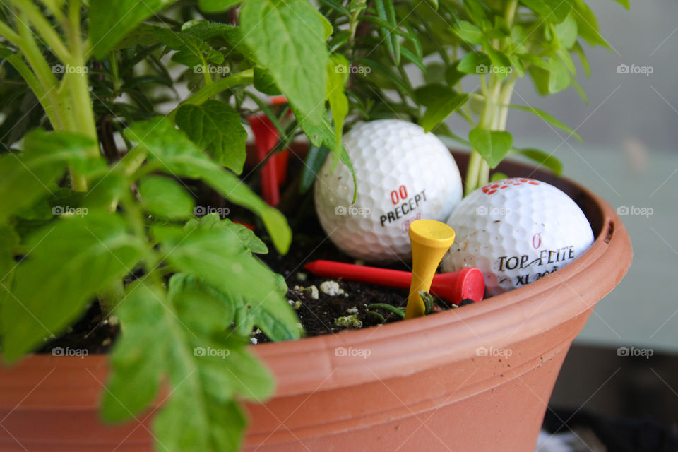 Golf balls and tees are nestled in a tomato plant centerpieces at a reception