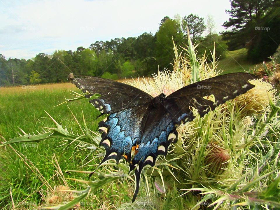 black swallowtail butterfly on thistle flower