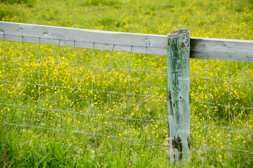 Farm house fence with wooden post turning green  in a field of yellow flowers with wire 