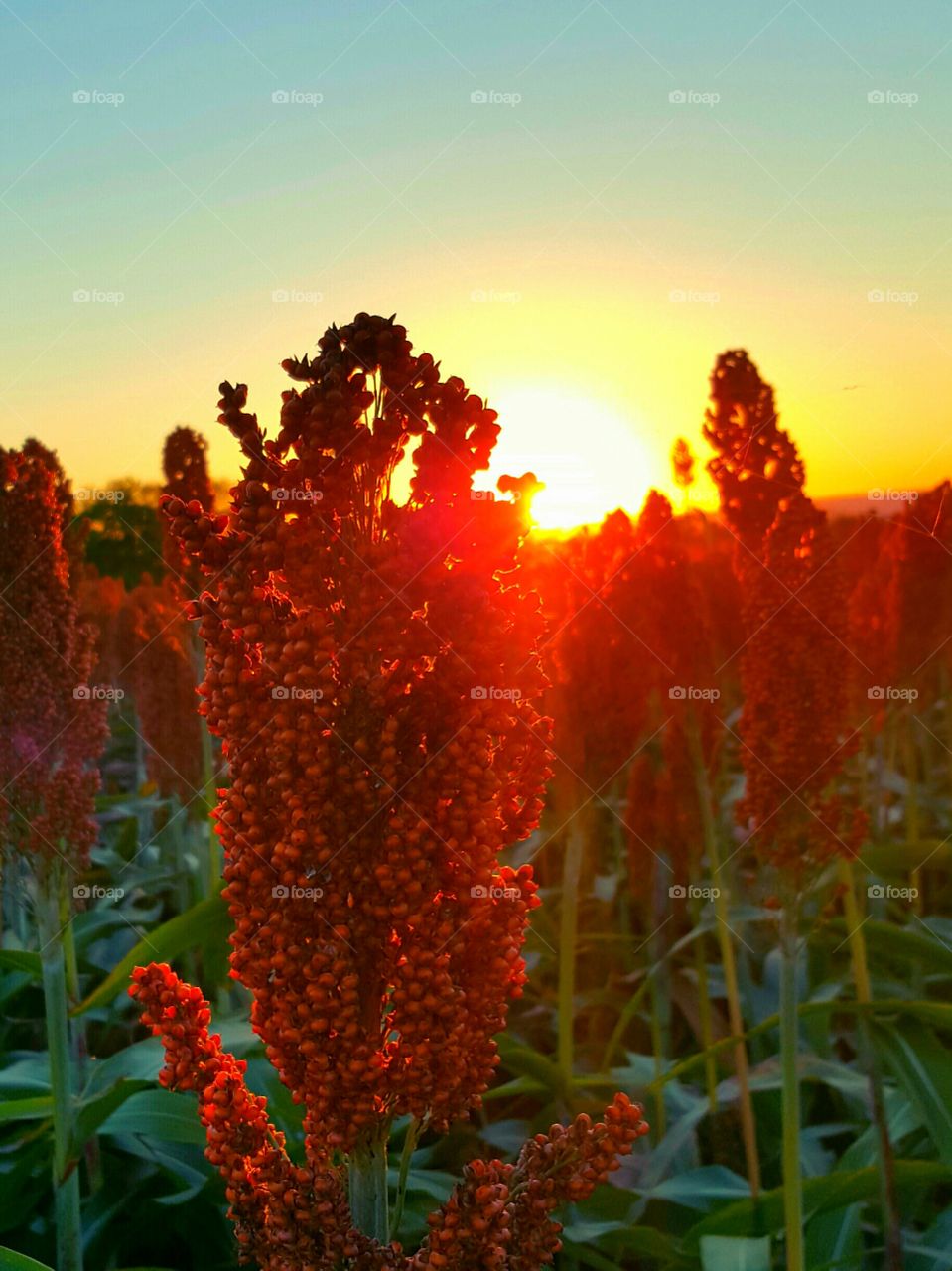 sunset over the sorghum