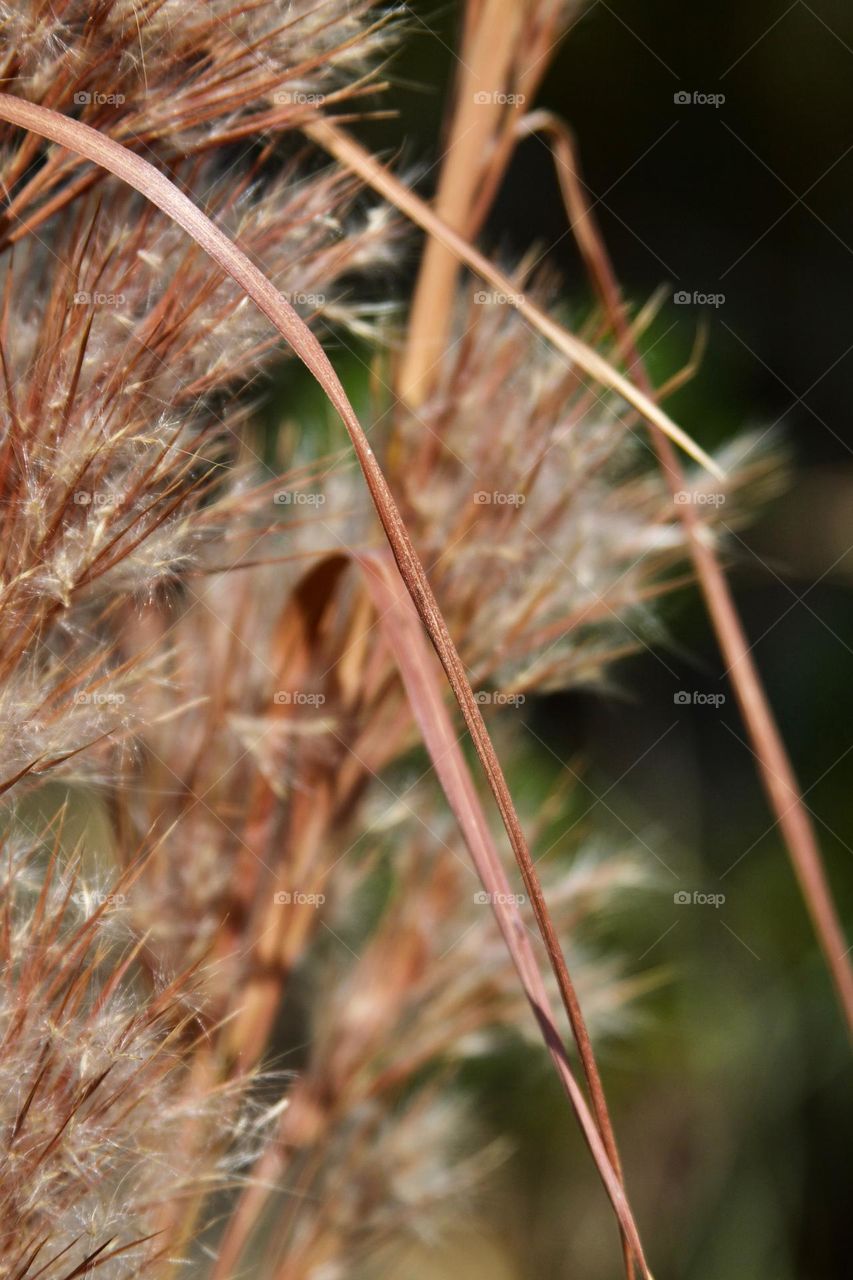 Beach Plant in Detail