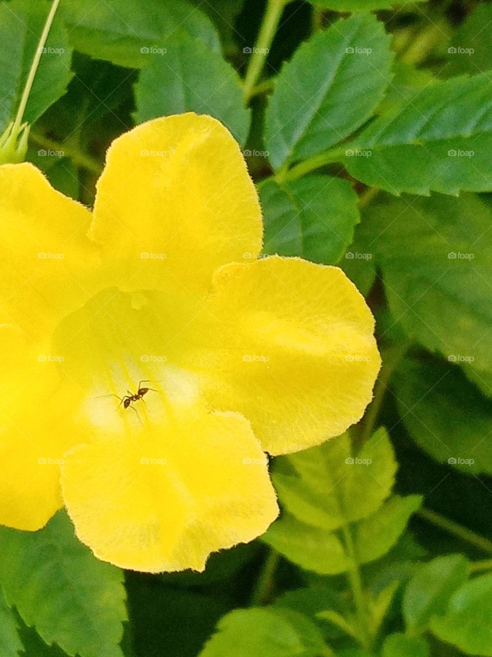 Flowers in the garden